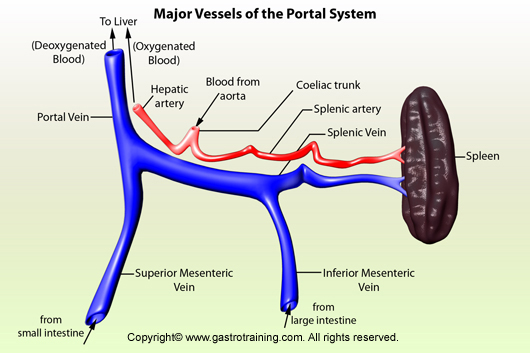 Portal Vein Anatomy